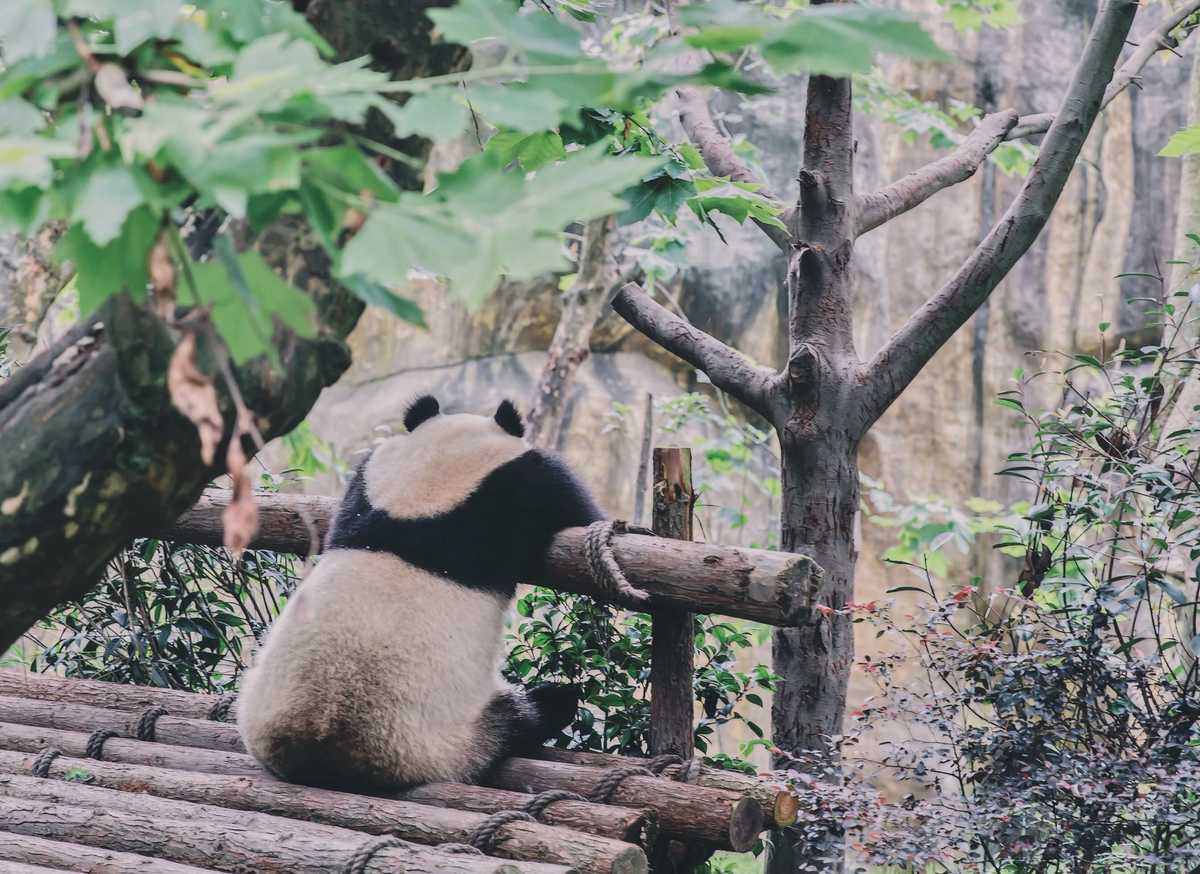 pandas-series